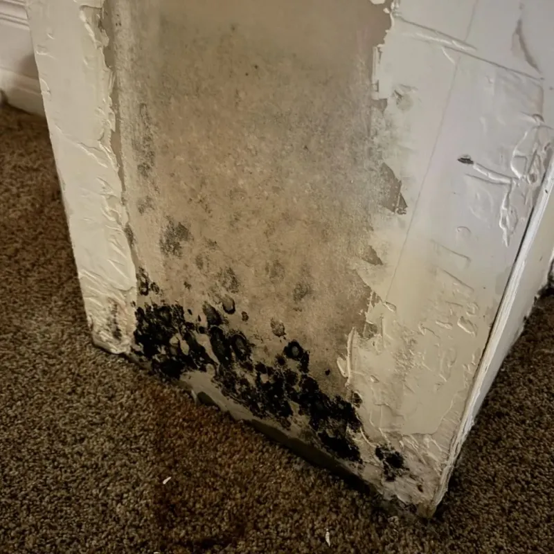 Professional Mold Removal in Rockwall, TX